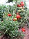 Tomates : Toutes variétés