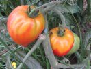 Tomates : CoeÂœur de boeÂœuf