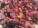 salades : Feuille de chêne rouge