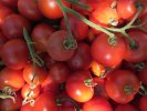 Tomates : Matina