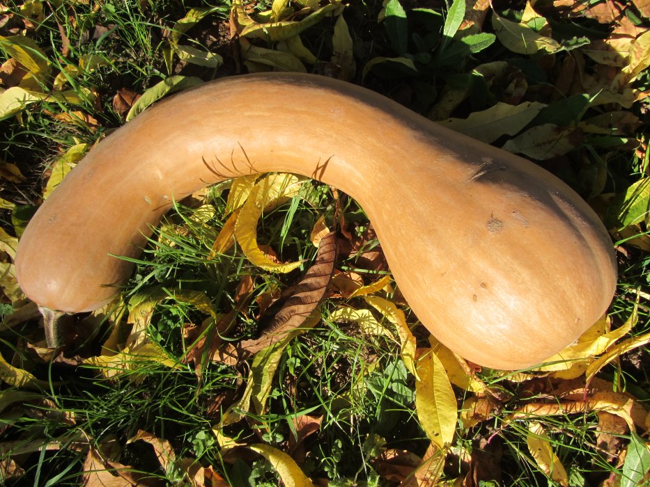 Gateau moelleux à la courge longue de Nice