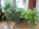 Fines herbes - persil