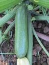 Courgettes - 