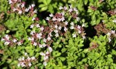 Origan - 