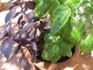 Fines herbes basilic vert