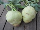 Choux raves Norisko