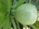 Courgettes rondes : Ronde de Nice 