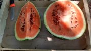 Pastèque : Sugar Baby ou crimson sweet