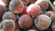 Pêches : Pêches de vigne