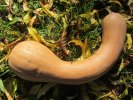 Courge longue de Nice 