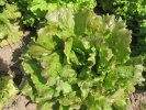 Salade : Batavia rouge