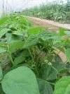 Haricots verts : Pongo