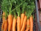 Carottes fanes  Touchon