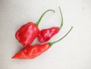 Piment - Habanero maya