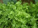 Salade - Frisée