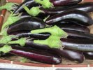 Aubergines : Toutes variétés