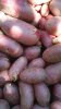 Pomme de terre  : Alouette