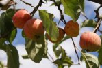 Pommes variées