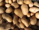 Pommes de terre en sac de 5kg : toutes variétés