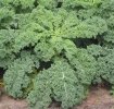 Chou Kale - botte 100 gr