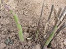 Asperges Vertes et Blanches