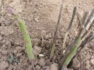 Asperges - Vertes et Blanches