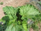 Rhubarbe sur pied