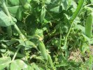 Petits pois : A &eacute;cosser