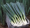 Ciboule ou cébette - Ishikura Long White