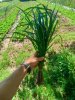 Citronnelle : De madagascar