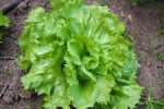 Salade : Scarole 