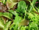 Salade : Mesclun 