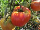 Tomates anciennes : Noir de Crimée, Green zebra, Andines, Coeur de Boeuf, 