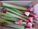 Rhubarbe : en botte de 350 gr