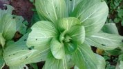 Chou chinois Pak Choi