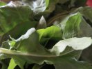 Roquette : Cultivée