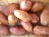 Pommes de terre Désirée rouge