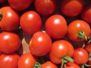 Tomate : Montfavet