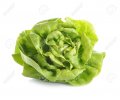 salade : laitues pommées