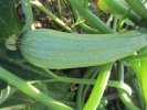 Courgettes longues claires Ortolana