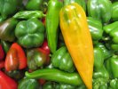 Poivrons : toutes variétés
