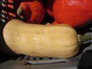 Courge Carat - 