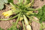 Courgettes Black beauty