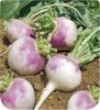 Navet globe : Blanc à collet violet