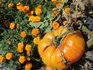 Tomates anciennes - Ananas